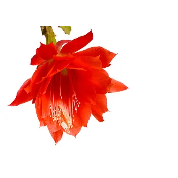 Natural Gebera Flower